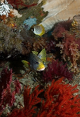 Raja Ampat 2016 - Plectorhinchus lineatus - Diagonal banded sweetlips - Gaterin a lignes - IMG_4949_rc